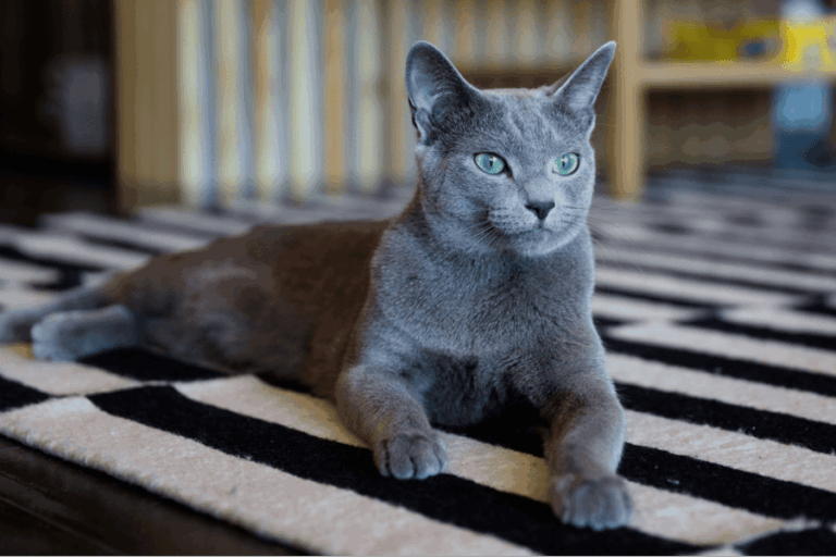 Russisch Blau Katzen