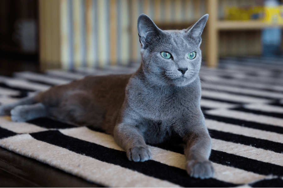 Russisch Blau Katzen