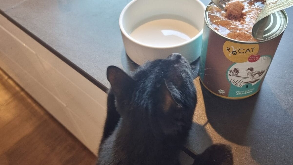 RyCat Katzenfutter Praxistest
