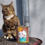 RyCat Bio Katzenfutter Test