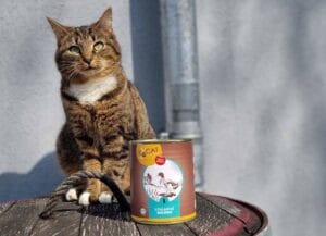 RyCat Bio Katzenfutter Test