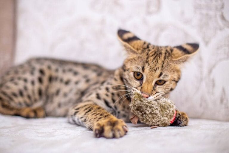 Savannah Katze Rasseportrait