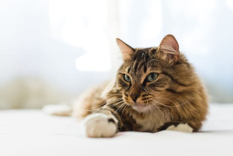 Schluckauf bei Katzen