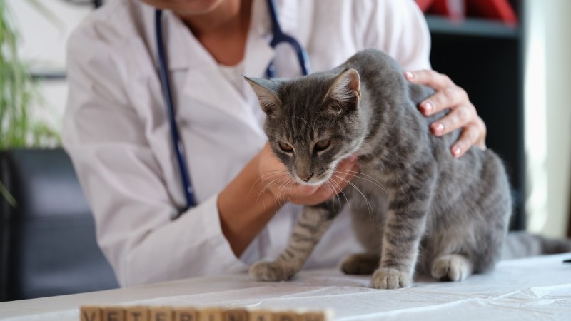 Schmerzen bei Katzen Untersuchung Tierarzt