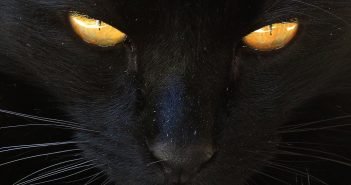 Schwarze Katzen: Nein, sie bringen kein Unglück… (Interessante Fakten) Schwarze Katze Unglück Aberglaube
