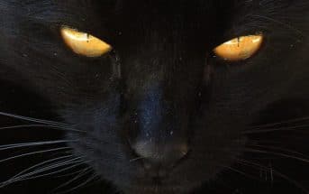 Wurmkur Bei Katzen 13 Fragen Und Antworten Rund Um Die
