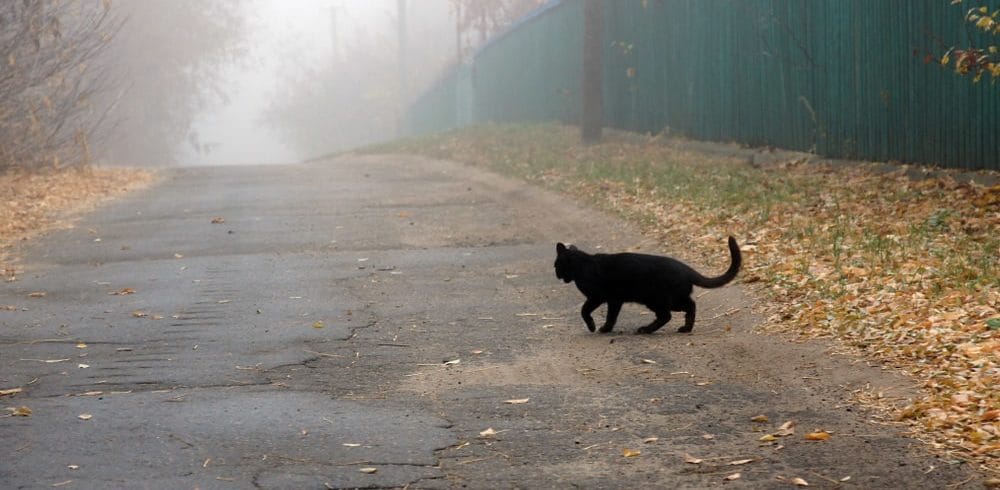 Schwarze Katze von rechts nach links