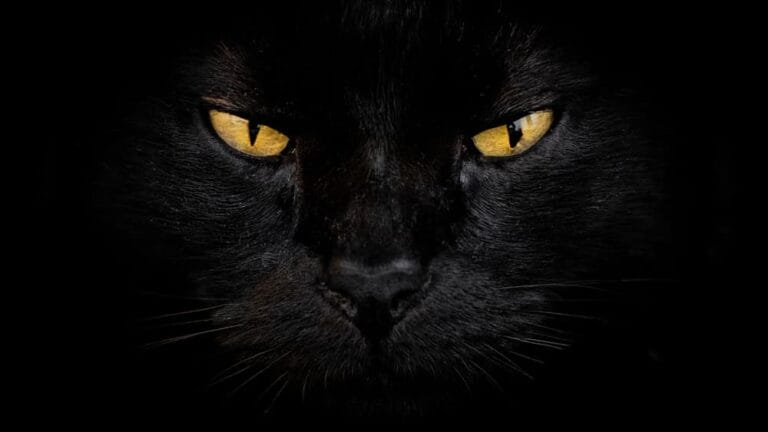 Aberglaube: Bringen schwarze Katzen wirklich Unglück?
