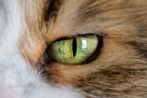 Sehen Katzen Farben? Das Katzenauge erklärt