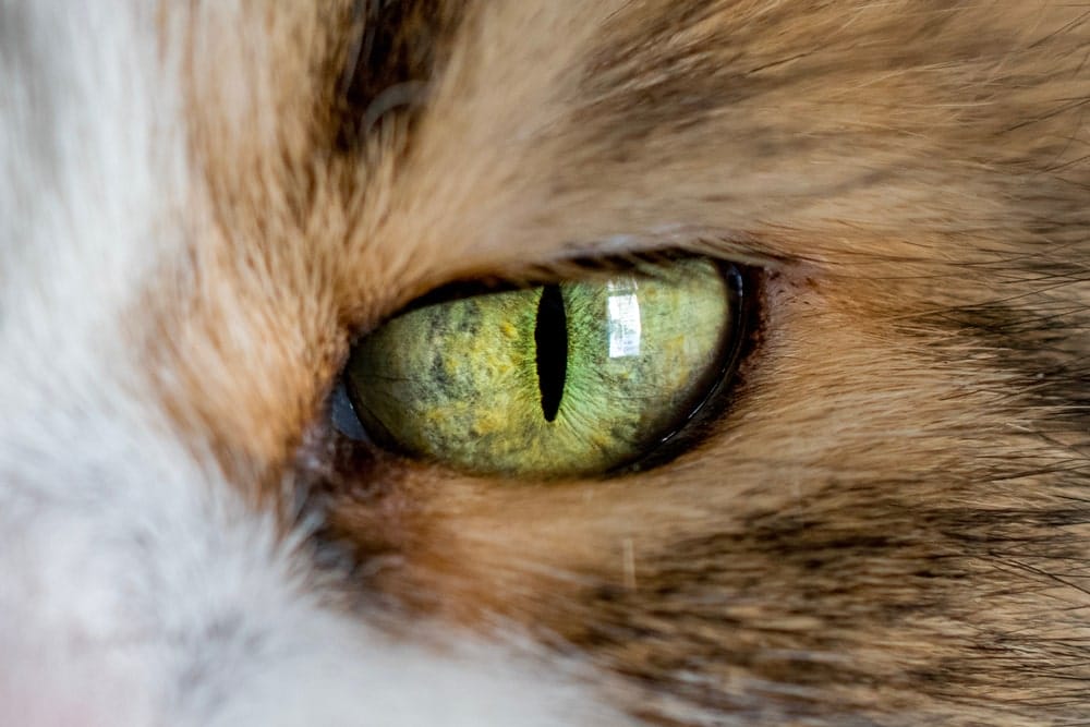 Sehen Katzen Farben? Das Katzenauge erklärt