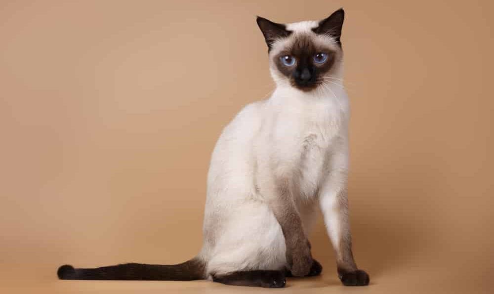 Siamkatze - kleine Katzenarten