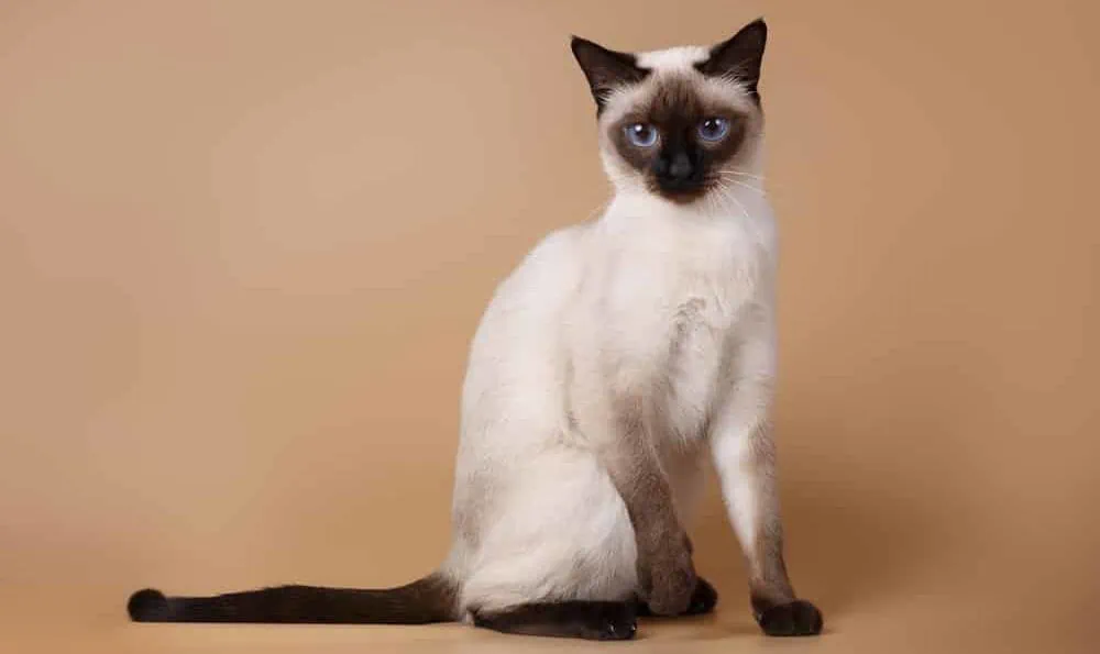 Siamkatze - kleine Katzenarten