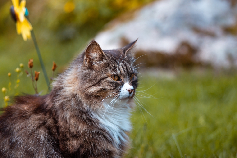 Sibirische Hauskatze Verhalten und Haltung