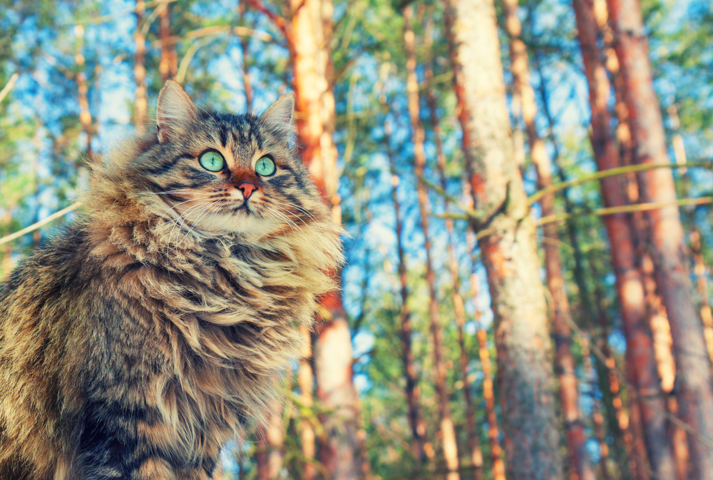 Sibirische Katze Rassen Beschreibung
