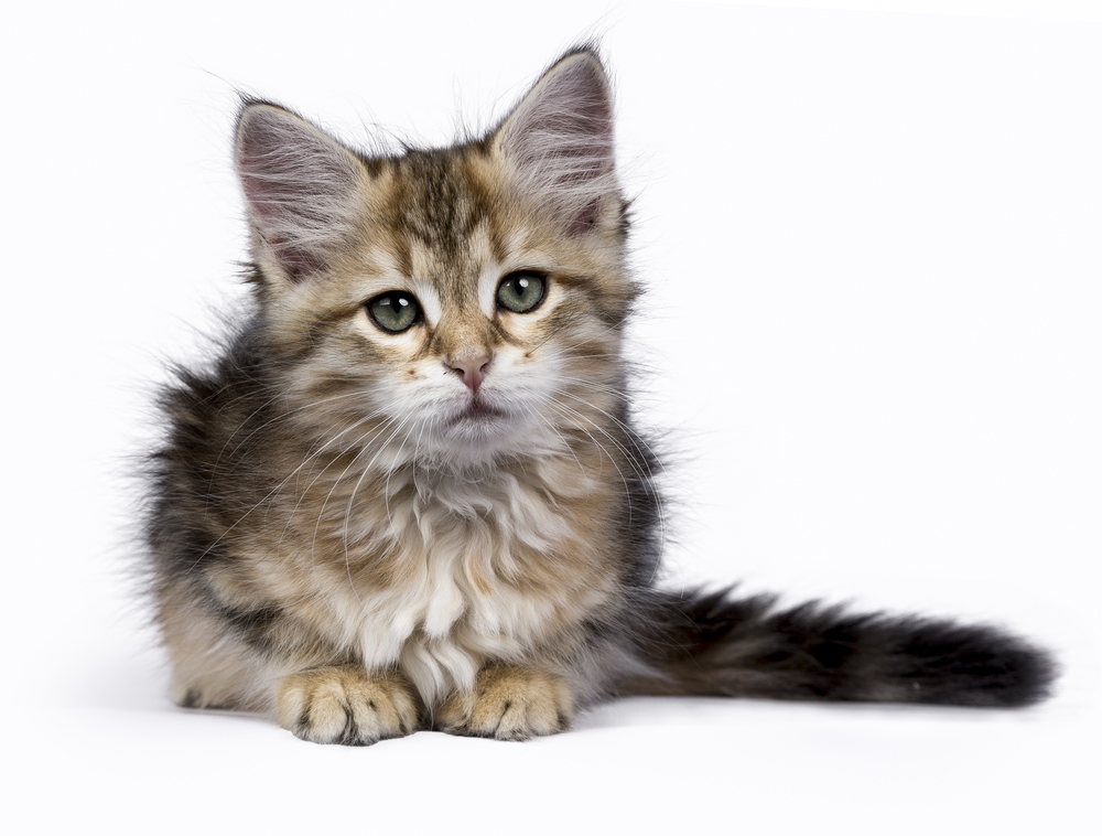 Sibirische Katze kaufen