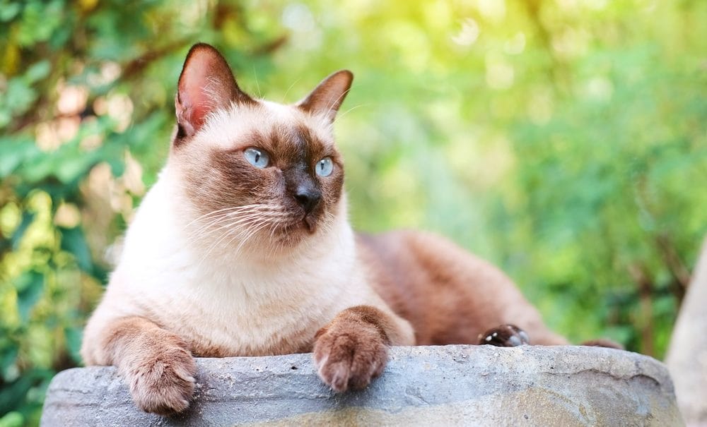 Siam Katze