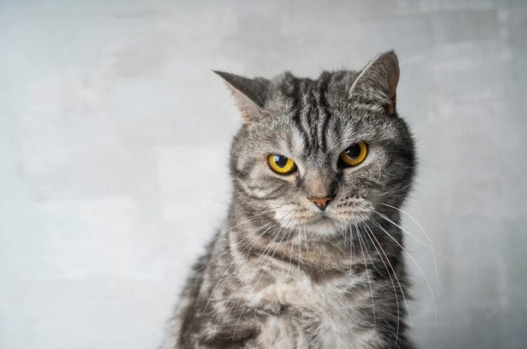 Nachtragende Katze, die vorwurfsvoll guckt