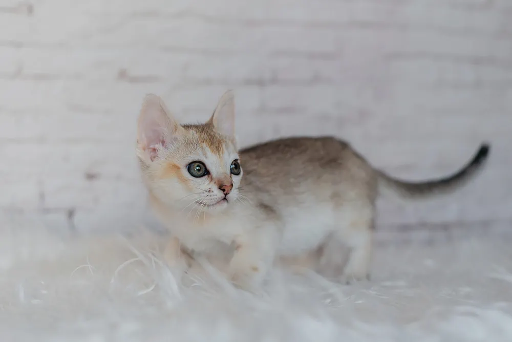 Eine Singapura Katze kaufen