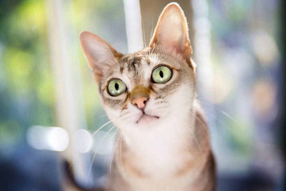 Singapura Rassekatze