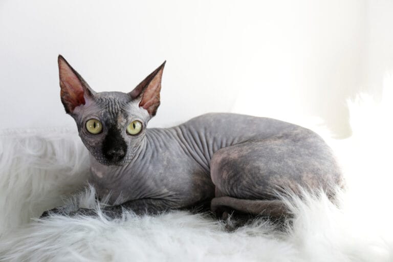 Sphynx Katzen Katzenrasse