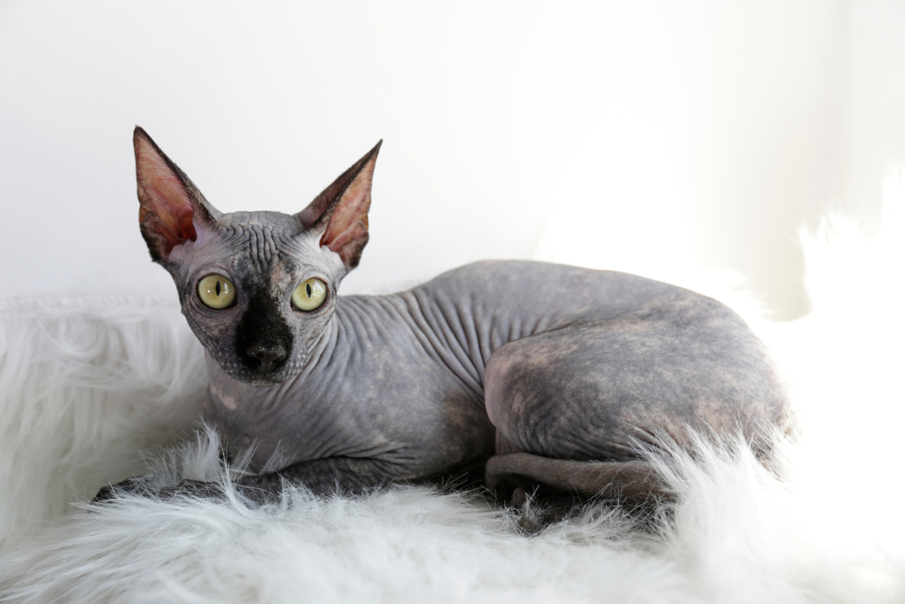 Sphynx Katzen Katzenrasse
