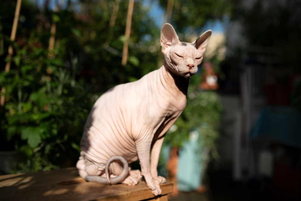 Sphynx Katzen Sonne Sonnenbrand