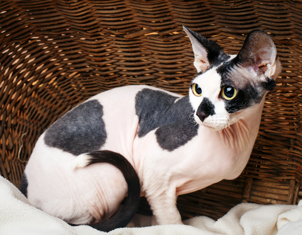 Sphynx Nacktkatzen Farbe