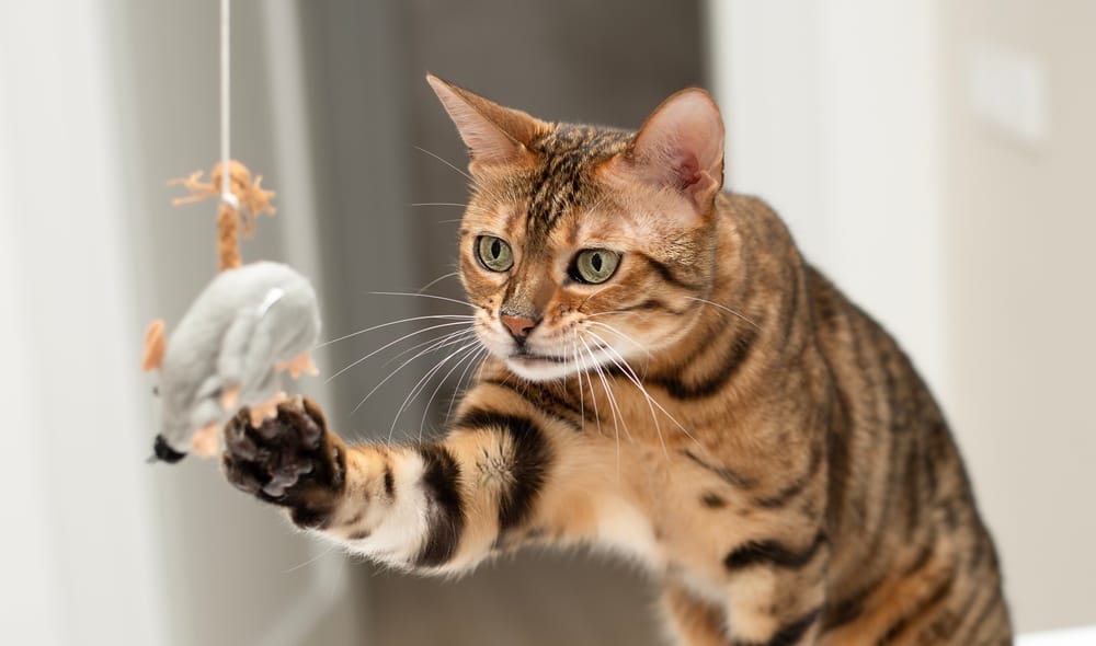 Ängstliche Katze spielen