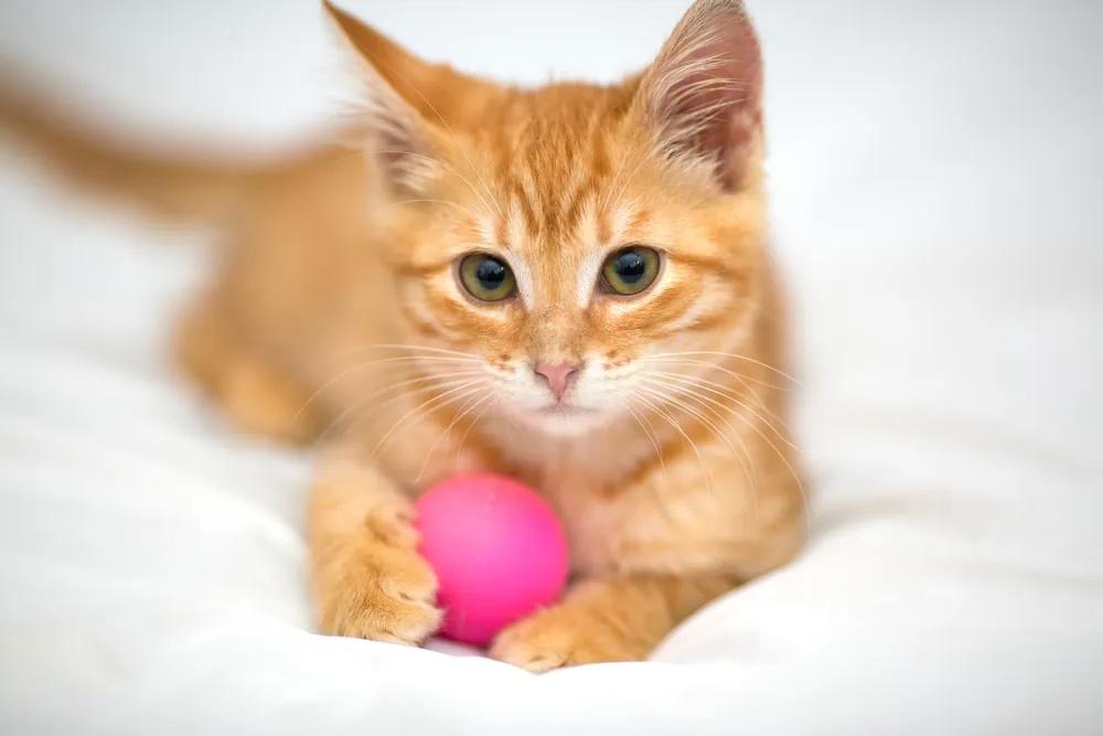 Spielideen für Katzen