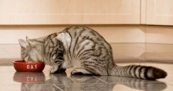 Darum ist für deine Katze Taurin so wichtig Taurin Katze
