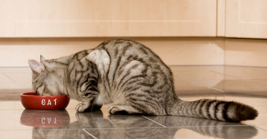 Taurin Katze