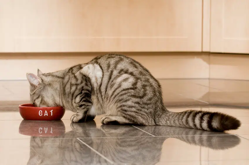 Taurin Katze