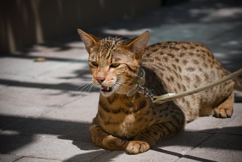 Die teuerste Katze der Welt ist die Ashera