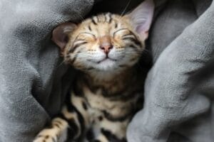 Teuerste Katzenrassen der Welt
