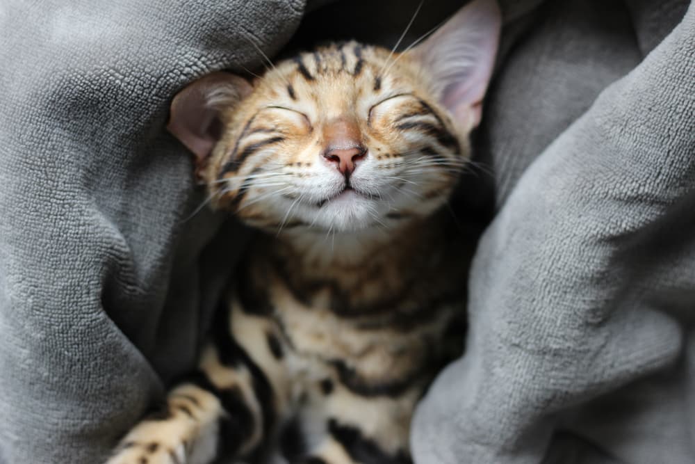 Teuerste Katzenrassen der Welt