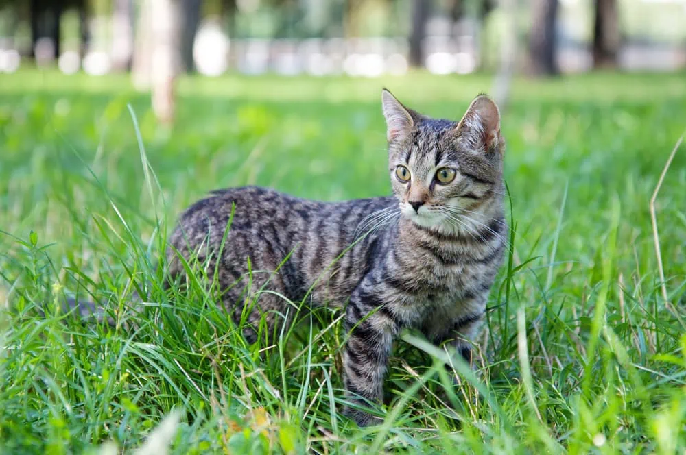 Tiger Katzen Charakter Tiere