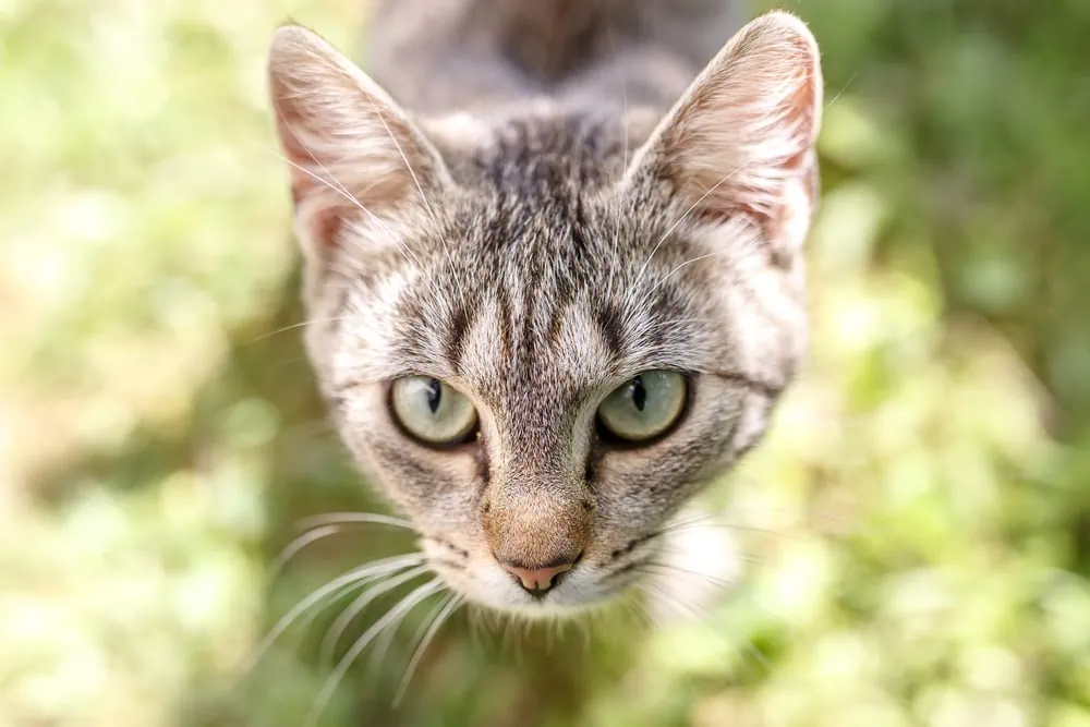 Tiger-Katzen Fell