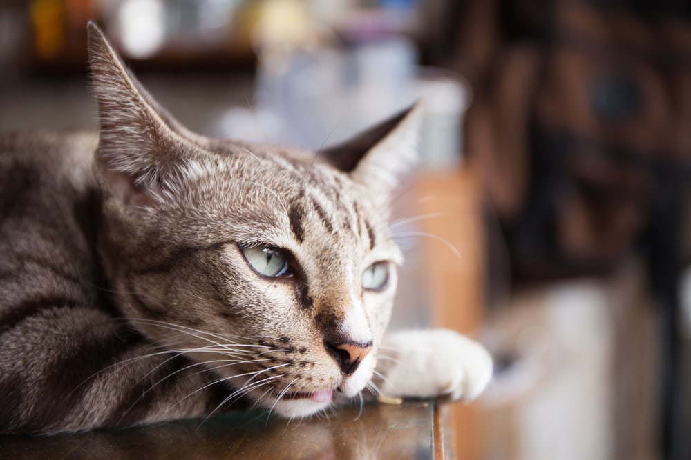 Tipps und Tricks zum Alleinlassen von Katzen