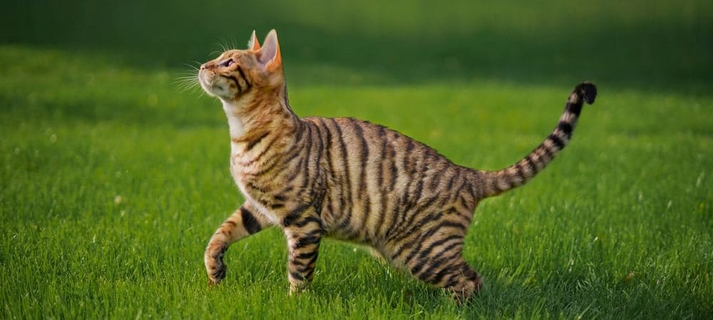 Eine der teuersten Katzenrassen: Toyger