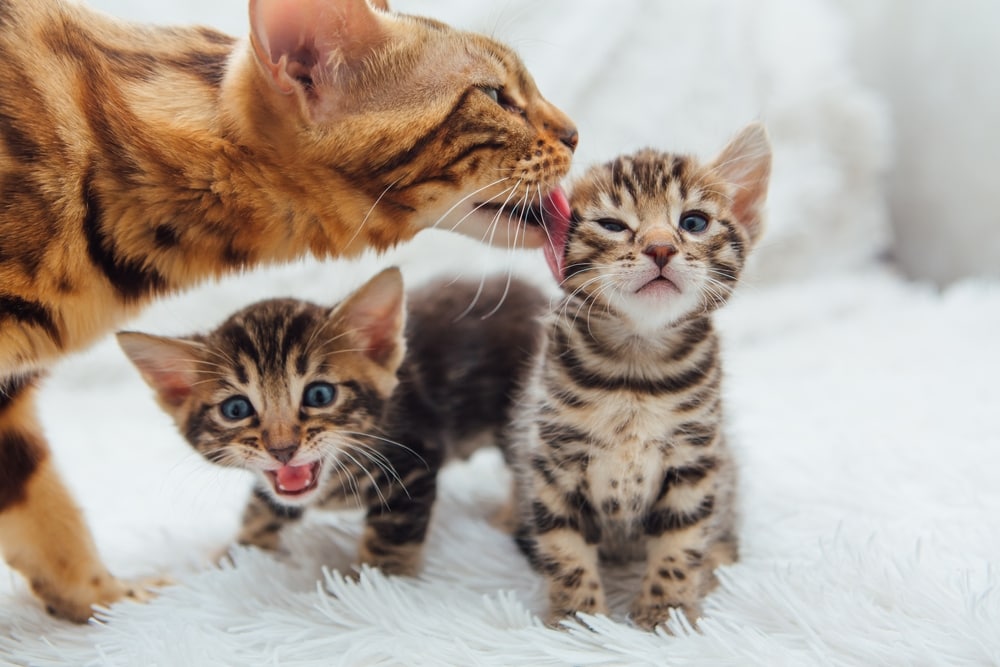 Trächtigkeit Katze und Katzengeburt
