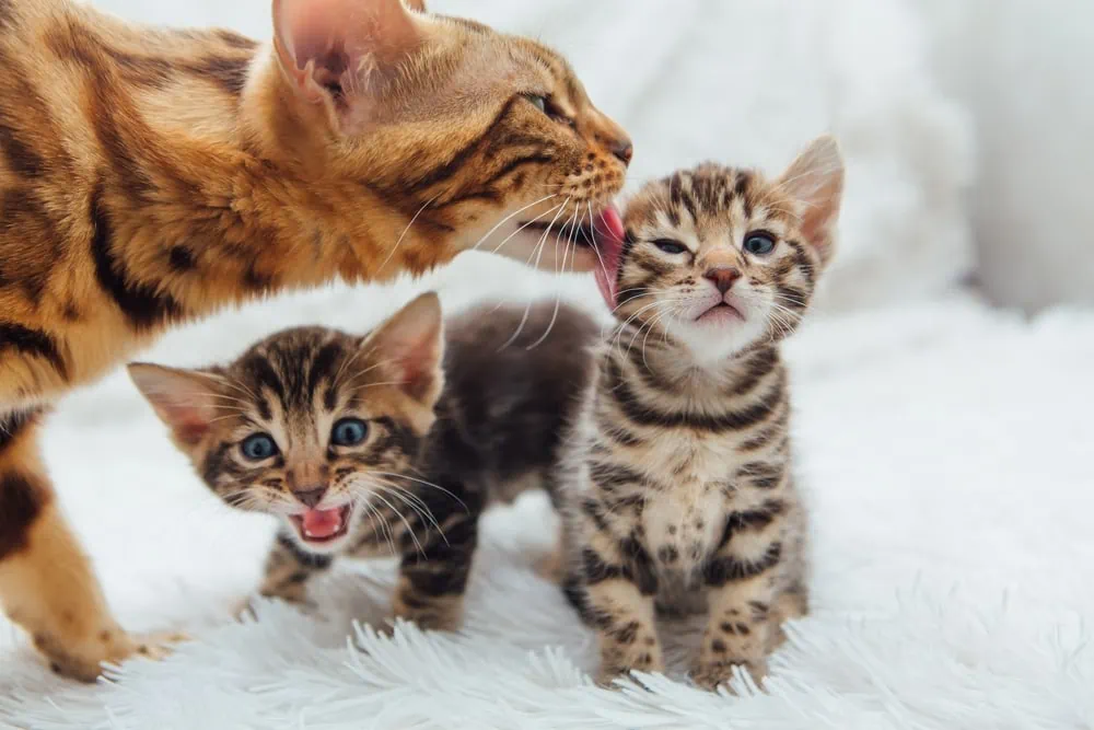 Trächtigkeit Katze und Katzengeburt