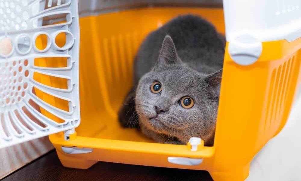Transportbox Katze