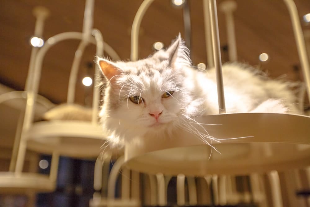 Türkisch Angora Katze Haltung und Pflege
