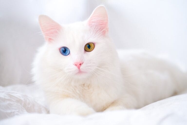 Türkisch Angora Katze Portrait