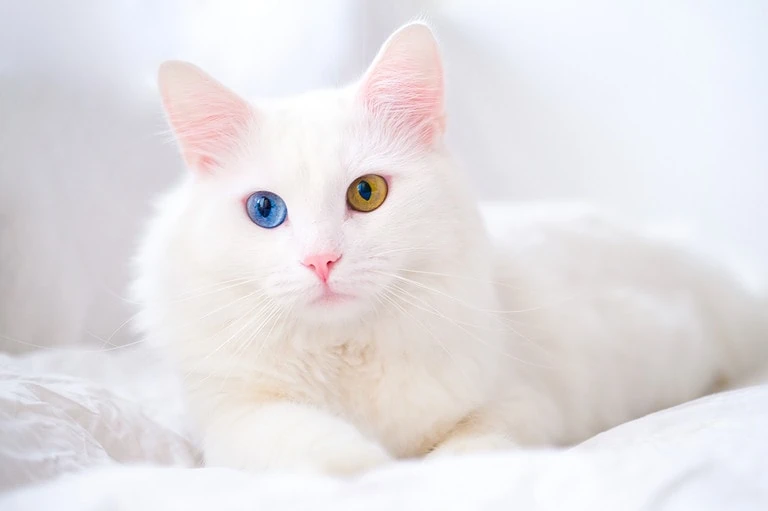 Türkisch Angora Katze Portrait