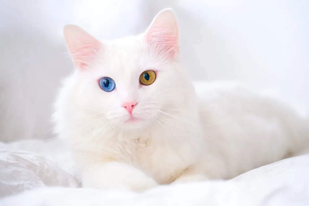 Türkisch Angora Katze Portrait