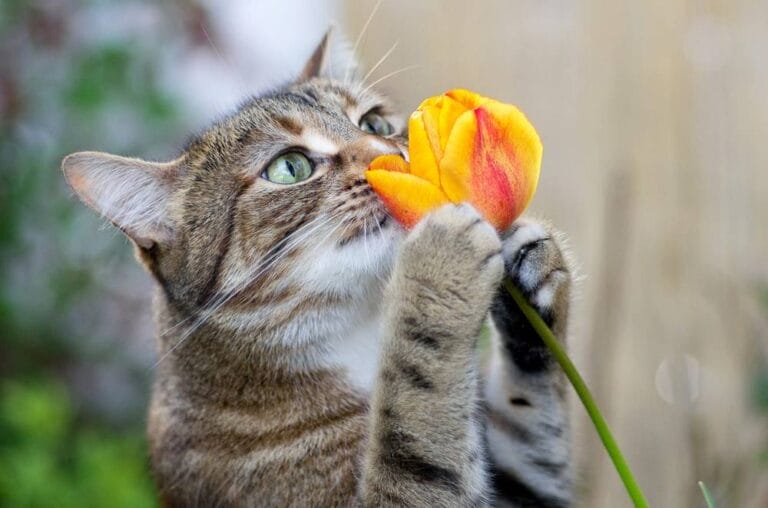 Tulpen Katzen