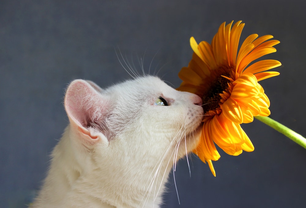 Tulpen giftig für Katzen