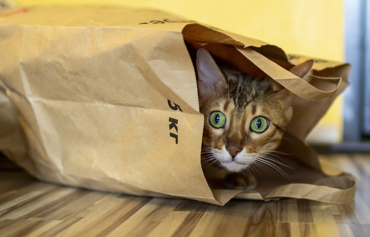 Typische, skurrile Verhaltensweisen von Katzen