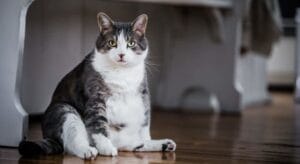 Übergewicht bei Katzen